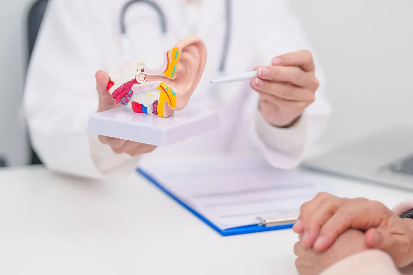 Plastic surgeon explaining to patient using ear anatomy model